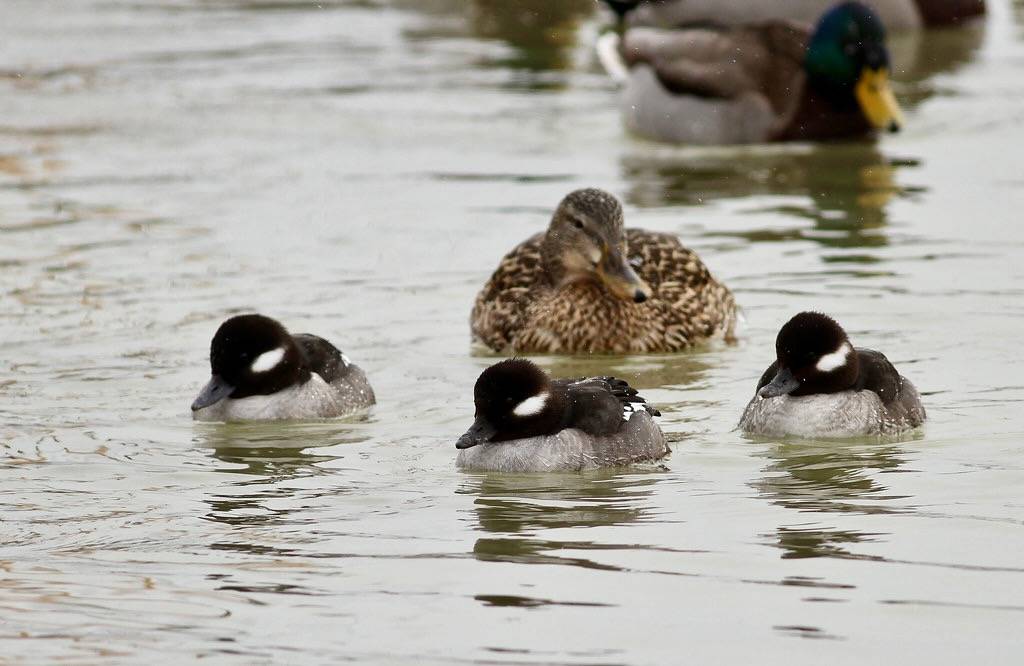 Buffleheads by Fyn Kynd is licensed under CC PDM 1.0
